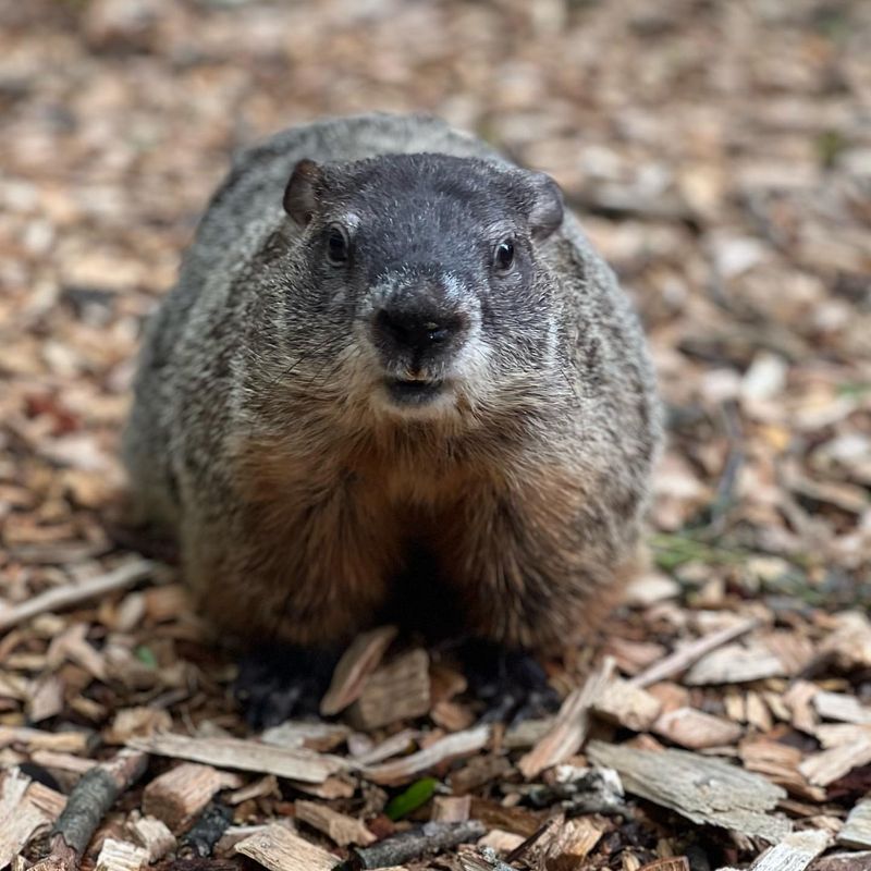 Groundhogs