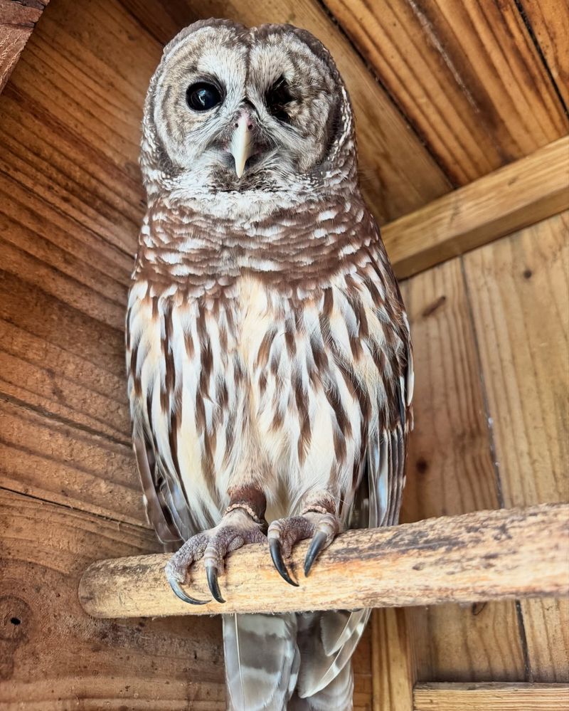 Barred Owls