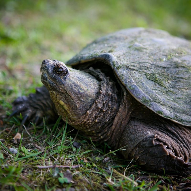 Snapping Turtles: Prehistoric Pond Dwellers