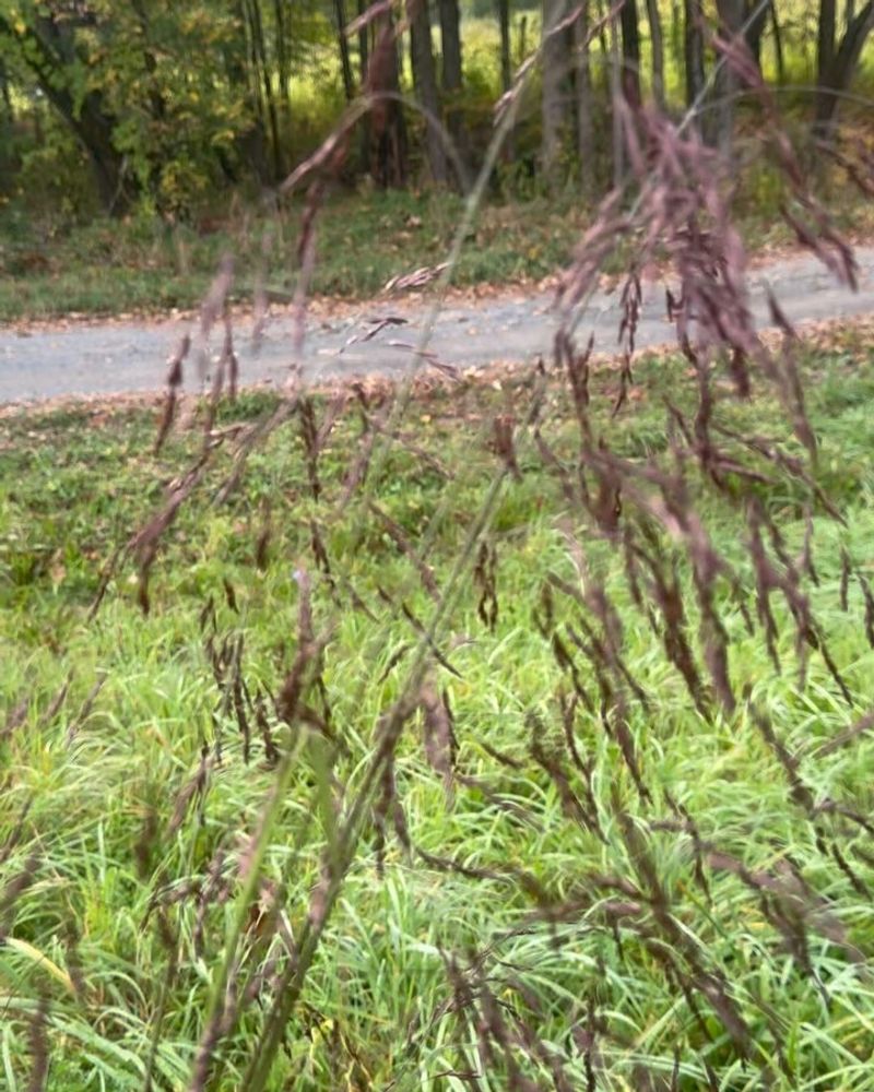 Purpletop (Tridens flavus)