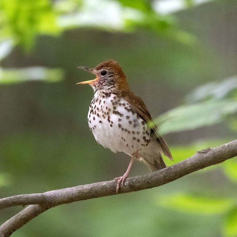 Wood Thrush