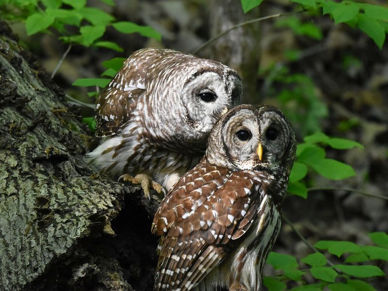 Barred Owls: Mysterious Backyard Hunters