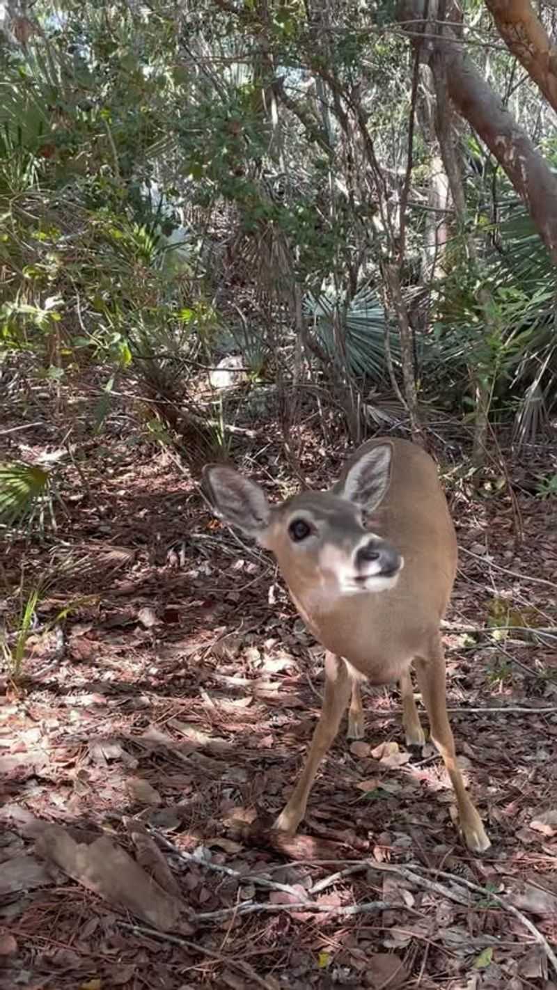Key Deer