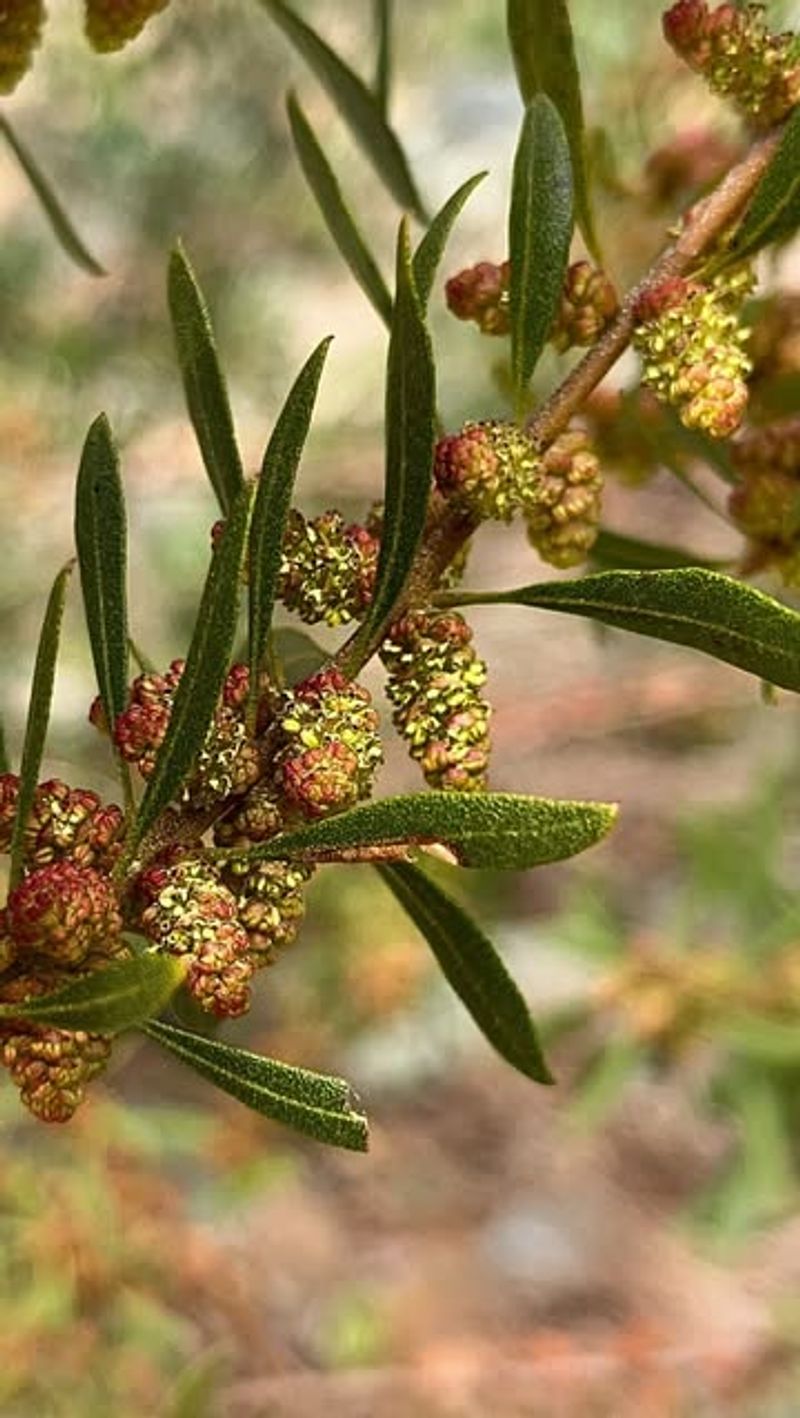 Southern Wax Myrtle (Myrica cerifera)