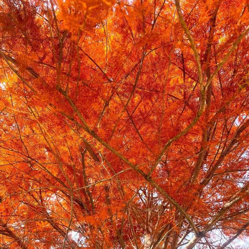 Bald Cypress
