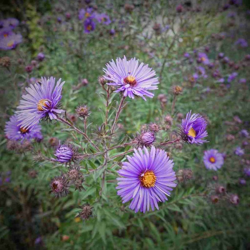 Wild Wonder Of New England Aster