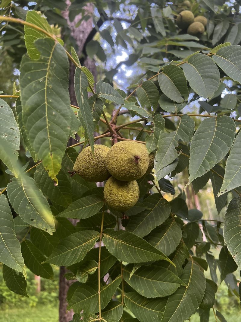 Black Walnut Nuisances