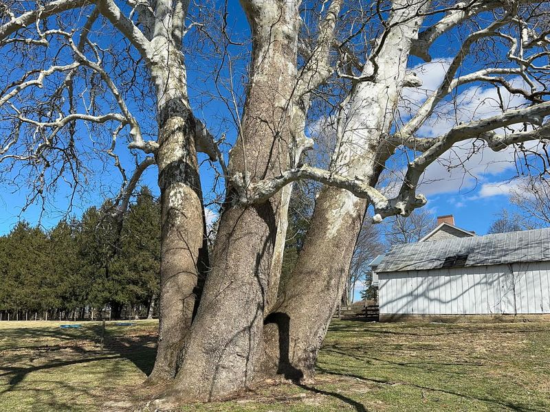 Sycamore Shade Factory