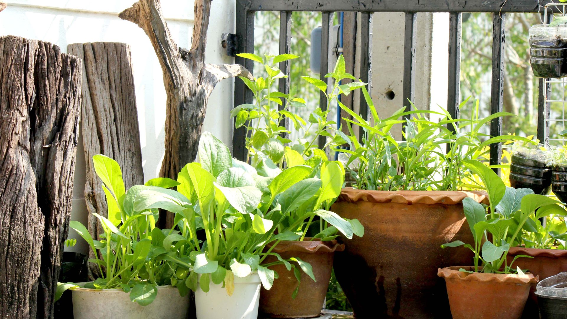 potted crops