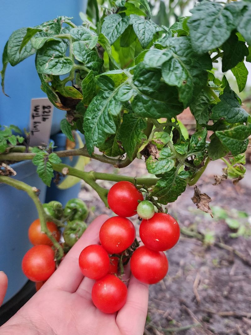 Cherry Tomatoes