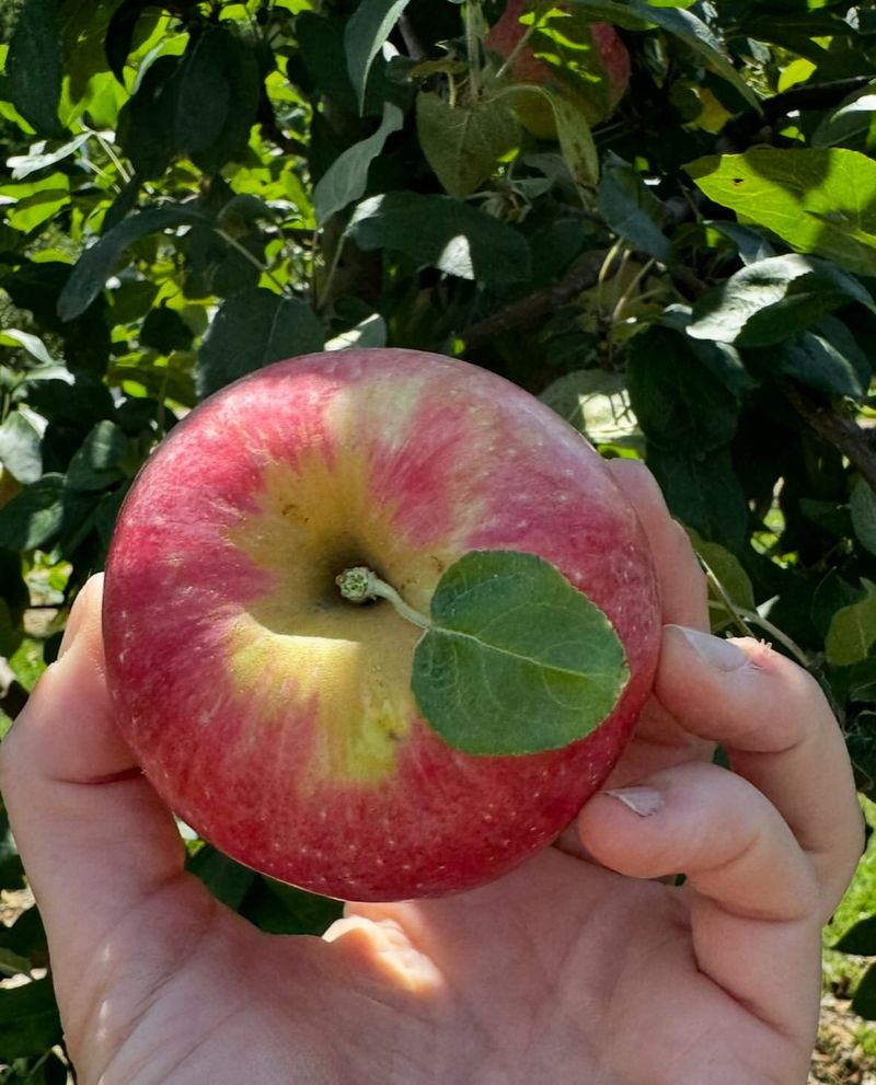 Apples