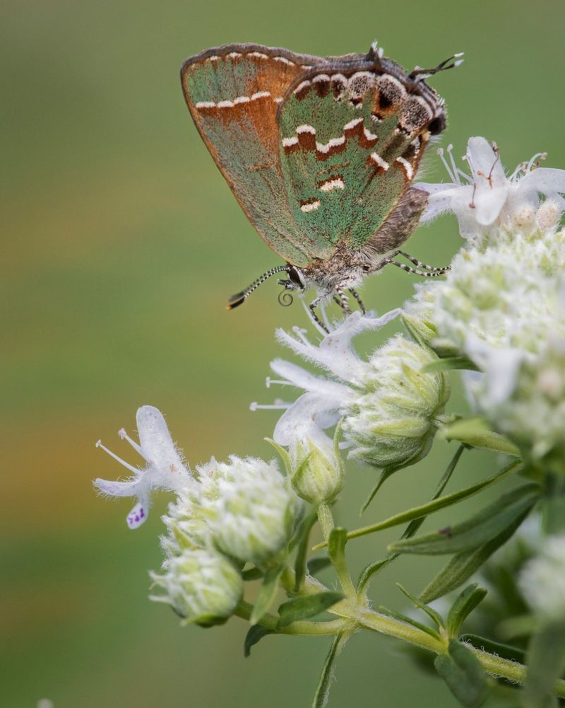 Butterfly Attraction Power