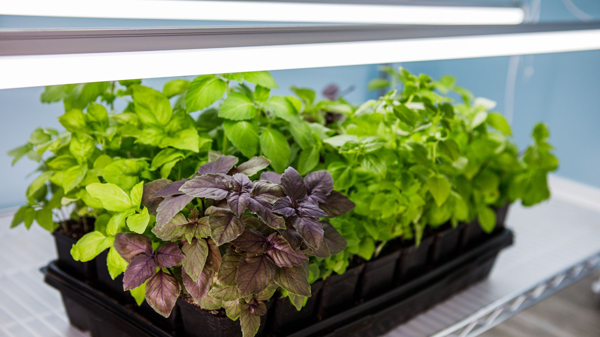 Easy Grow Lights That Transform Dark Apartments In Alaska