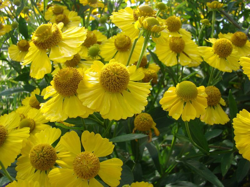Pest-Resistant Powerhouse