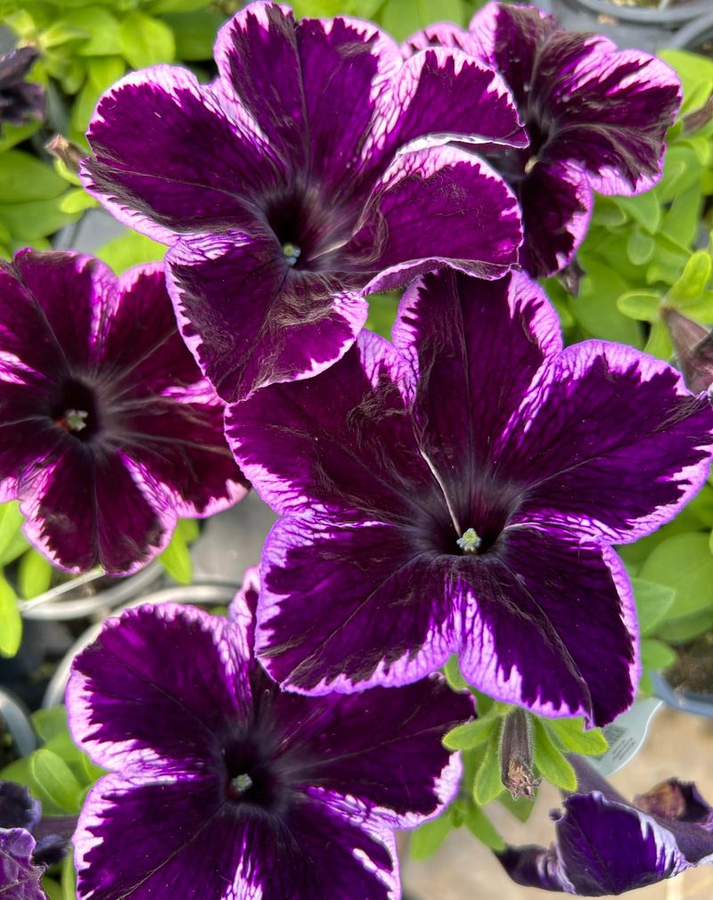 Crazytunia Cosmic Purple