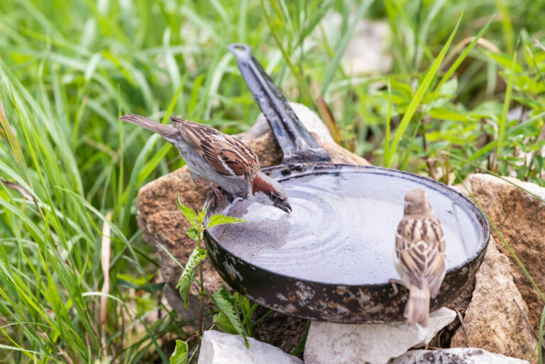 Closeup of two common house sparrow birds perched on pan pot (featured image)