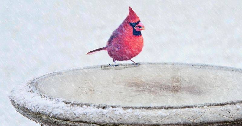 Heated Bird Bath