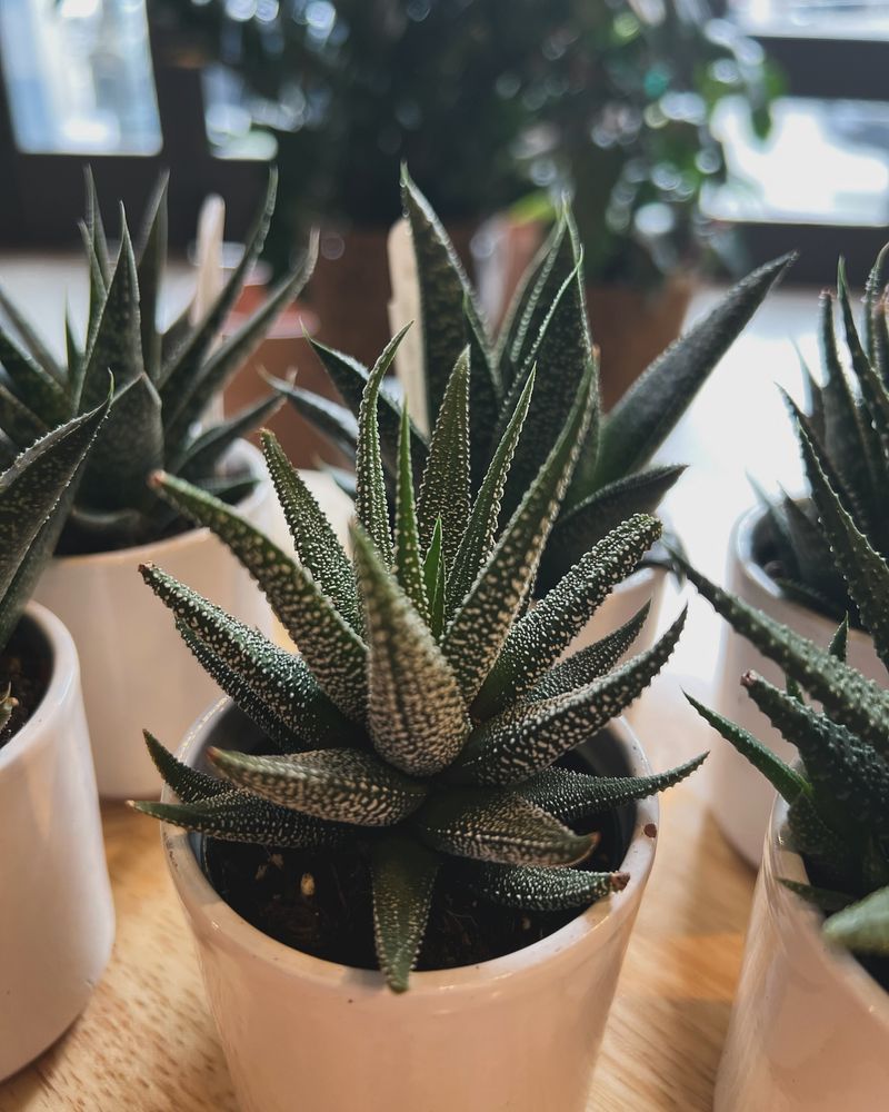 Haworthia