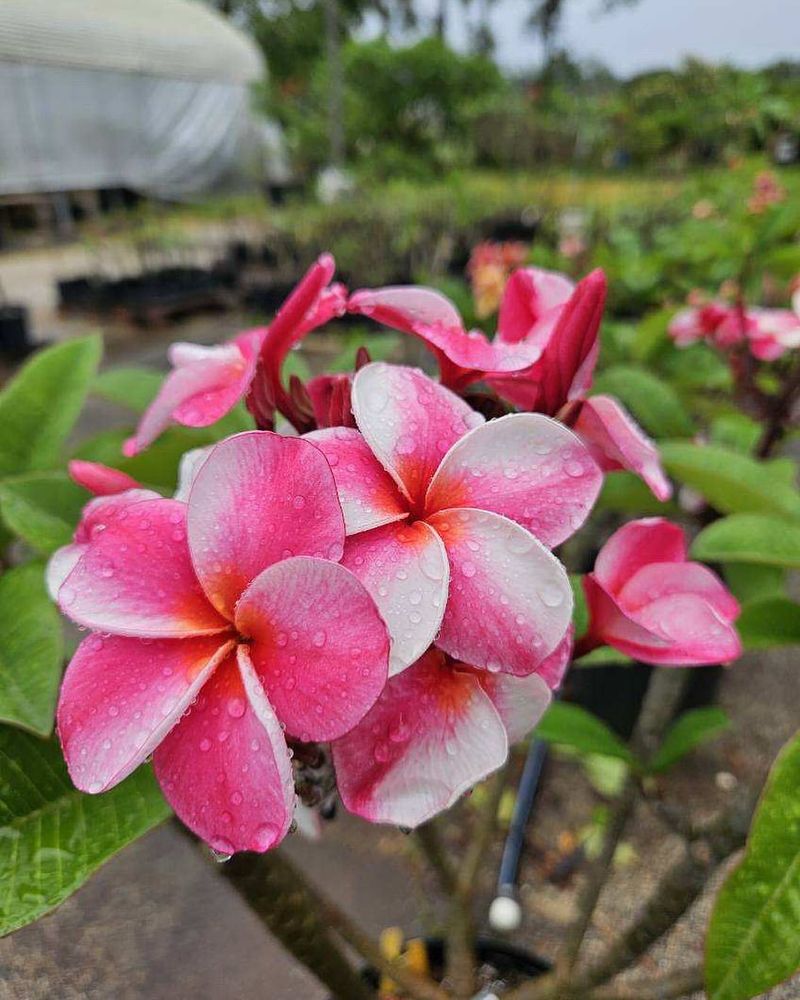 Plumeria