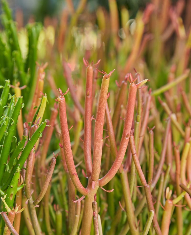 Euphorbia Tirucalli 'Sticks on Fire'