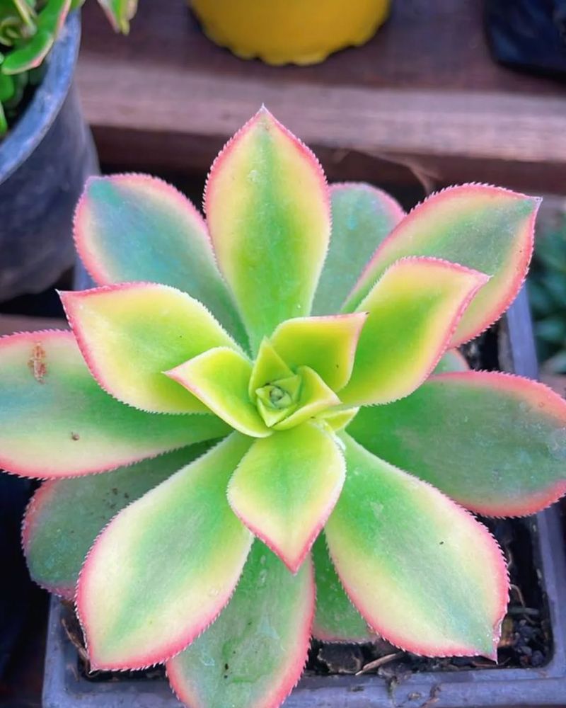 Aeonium 'Kiwi'