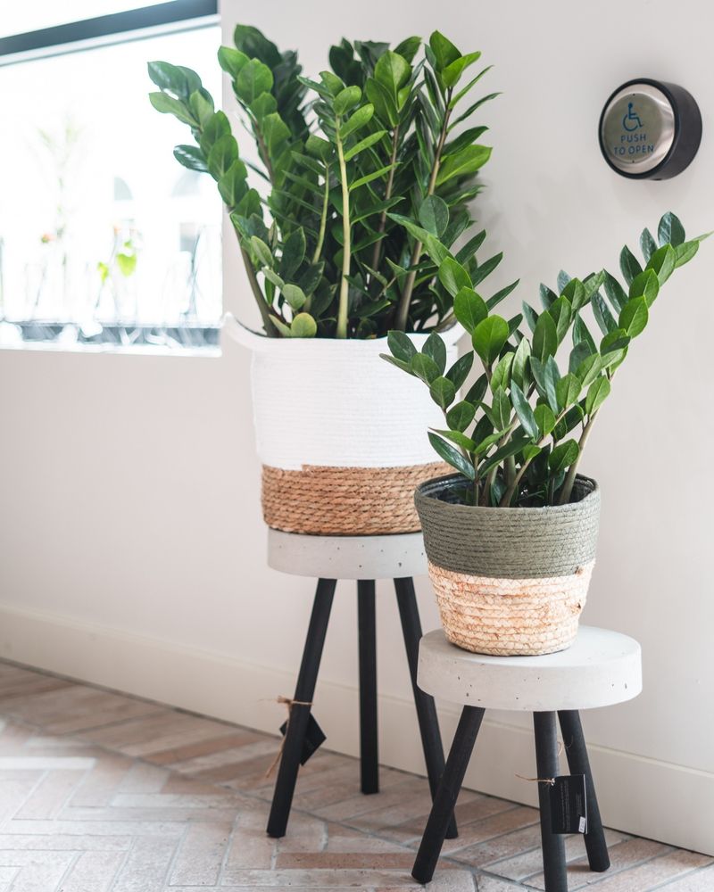 ZZ Plant's Surprising Sensitivity
