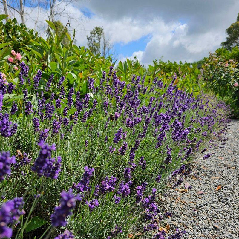 Lavender 'Hidcote Blue'