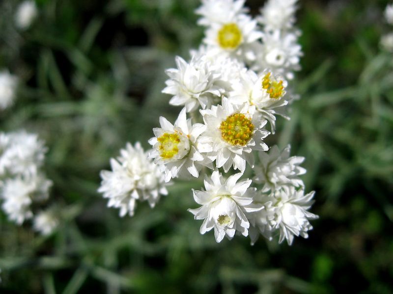 Pearly Everlasting: Carefree Native With Extended Season