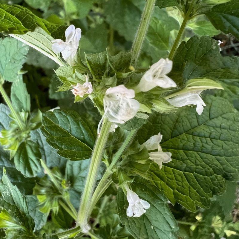 Lemon Balm: Citrus-Scented Refresher