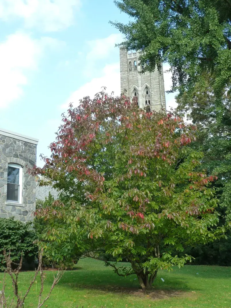 Bartram's Garden Connection Preserves Early American Botany