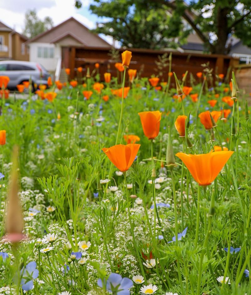 Naturalize Lawn Areas