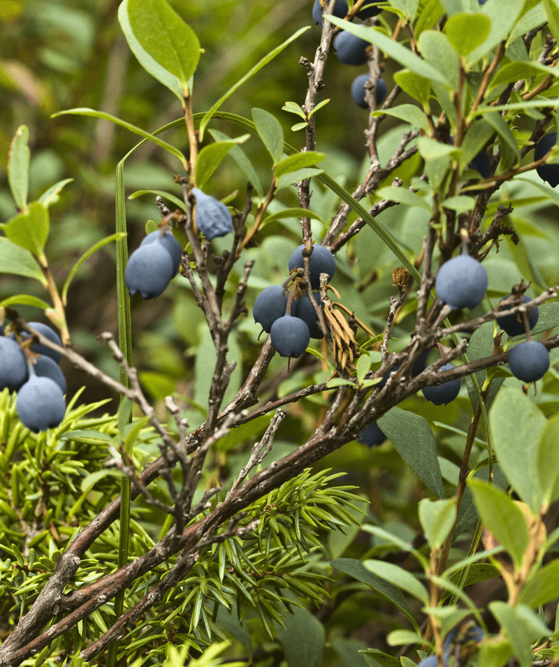 Columnar Blueberries For Narrow Spaces