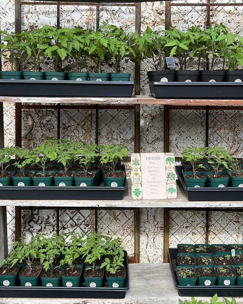Seasonal Seedling Starters