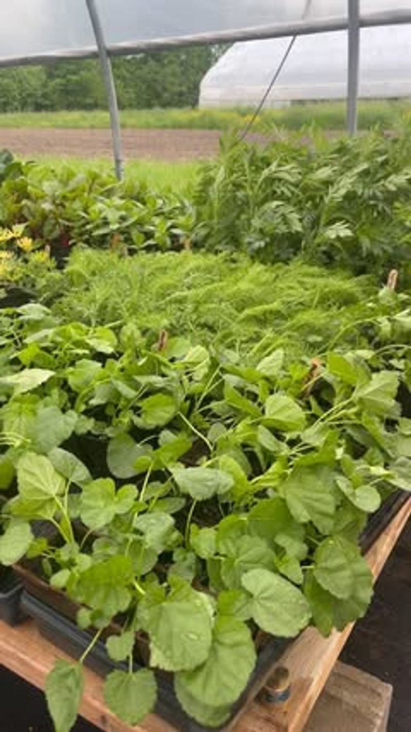 Medicinal Herb Stations