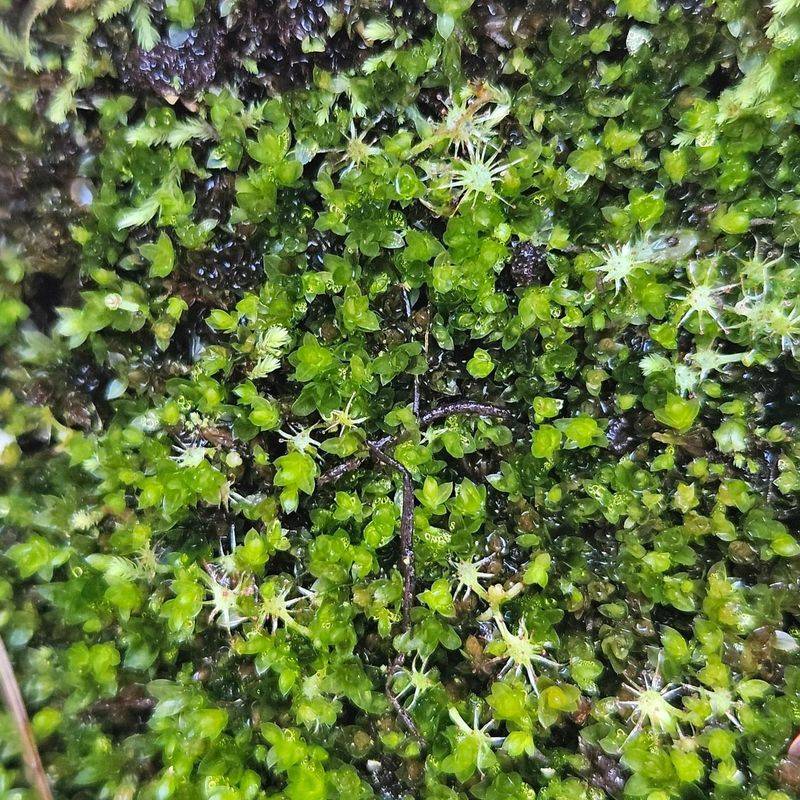 Container Micro Forests