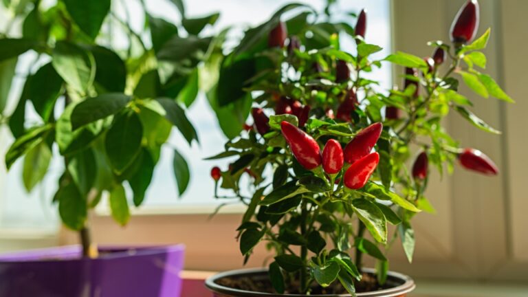 potted peppers indoors