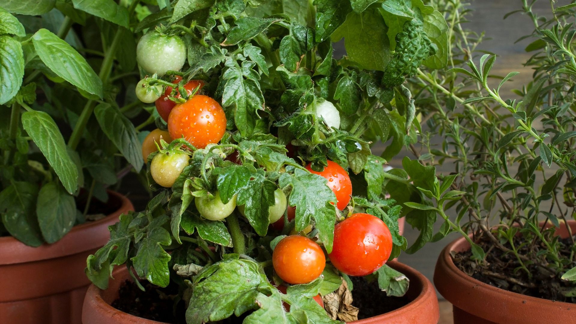cherry tomatoes