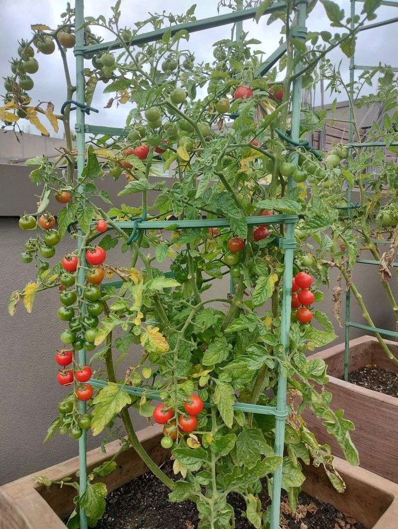 Cherry Tomatoes