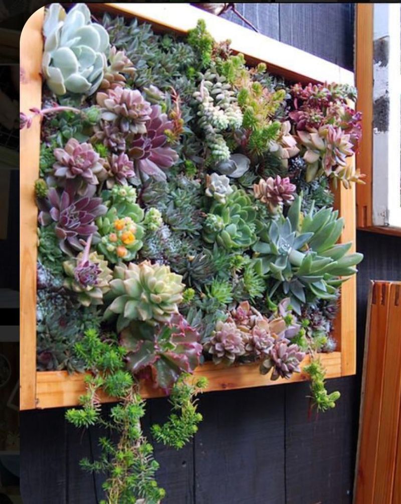 Vertical Succulent Walls