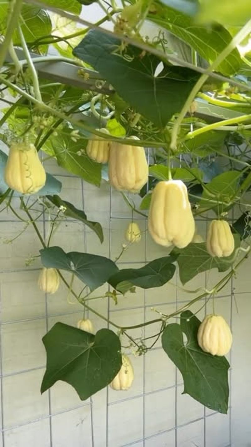 Chayote