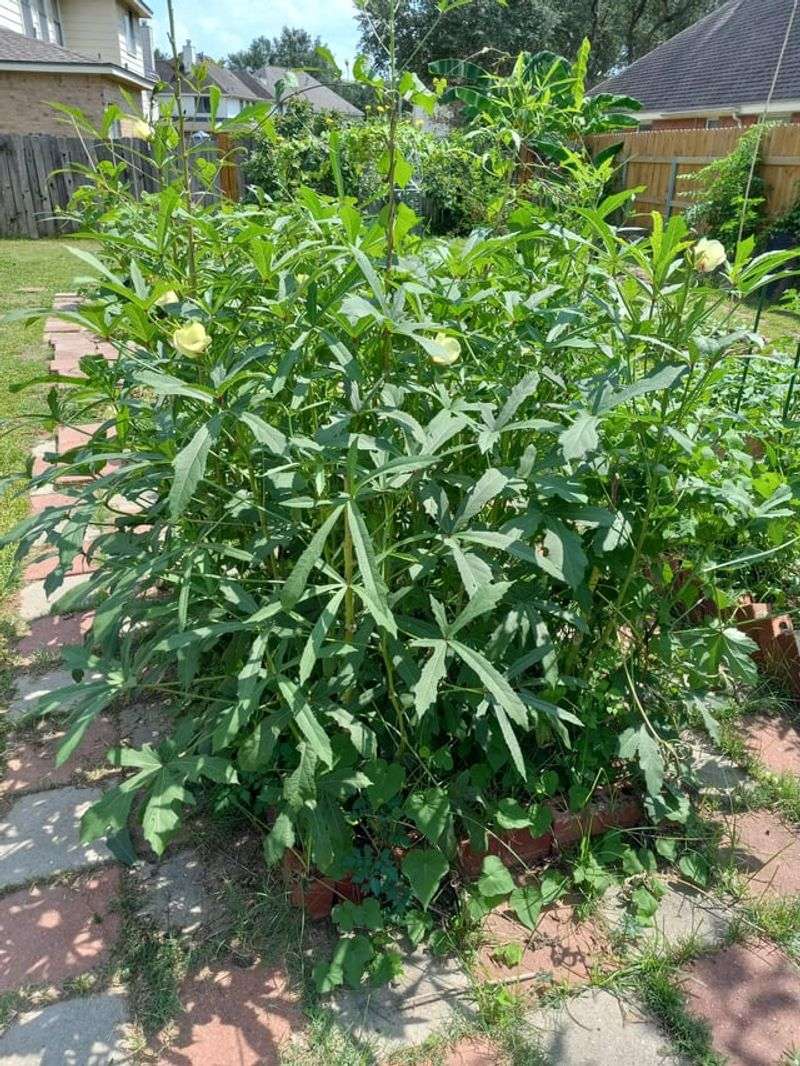 Okra Harvesting