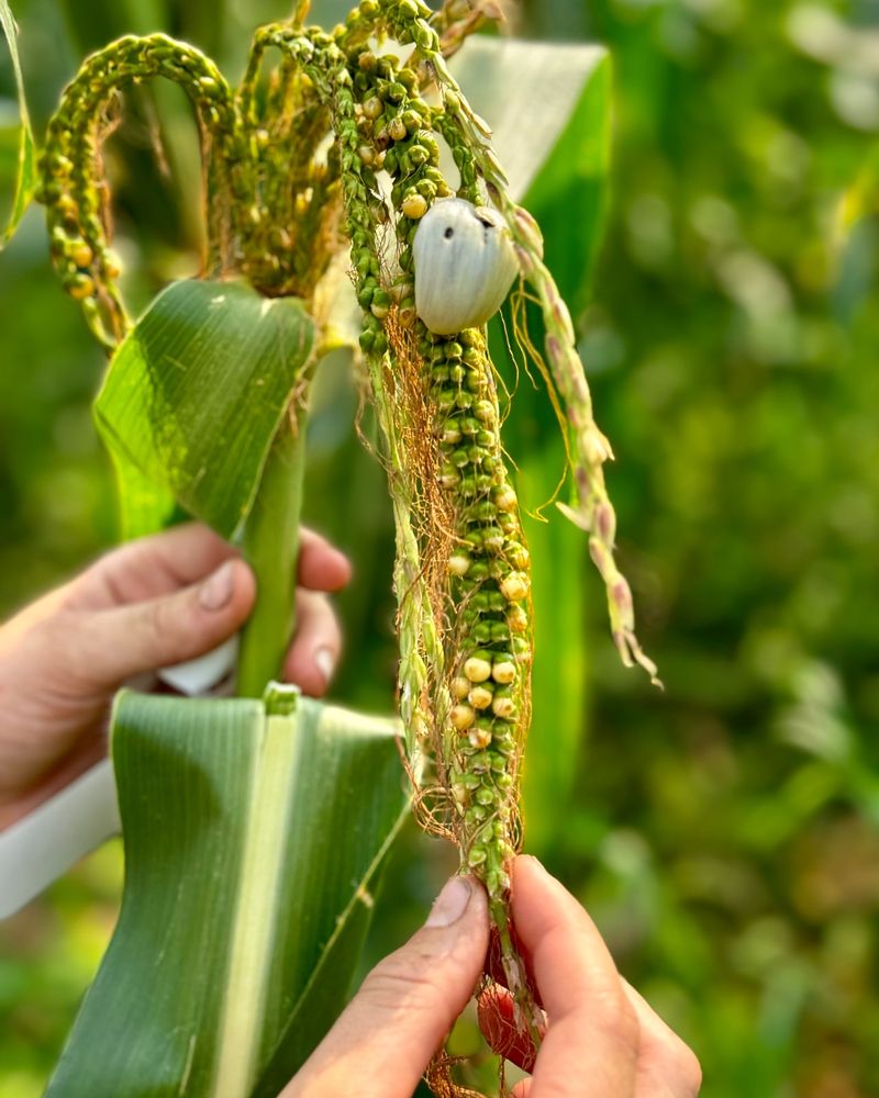 Sweet Corn Stalks With Rust