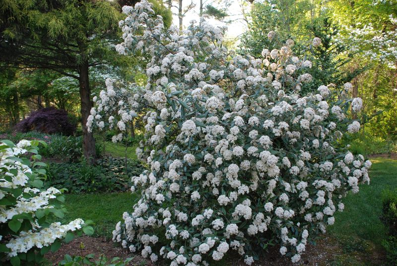 Viburnum (Viburnum species)