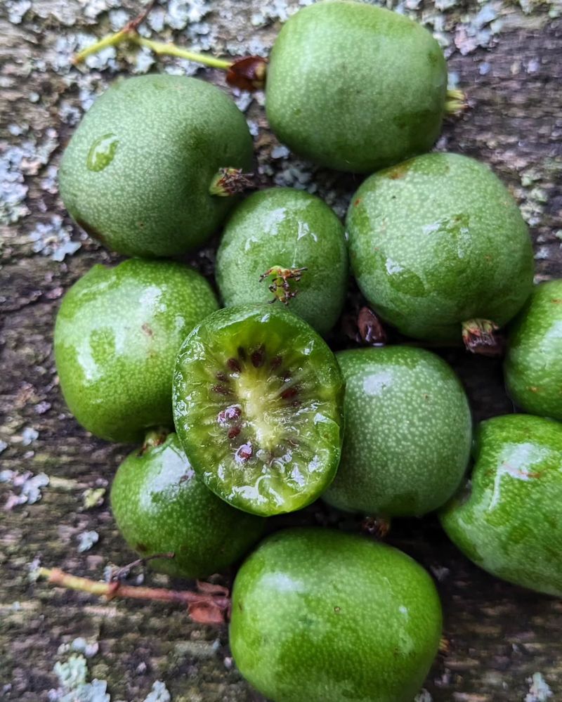 Hardy Kiwi