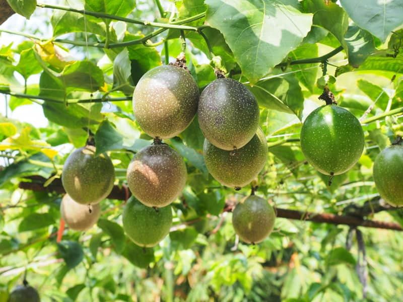 Passion Fruit