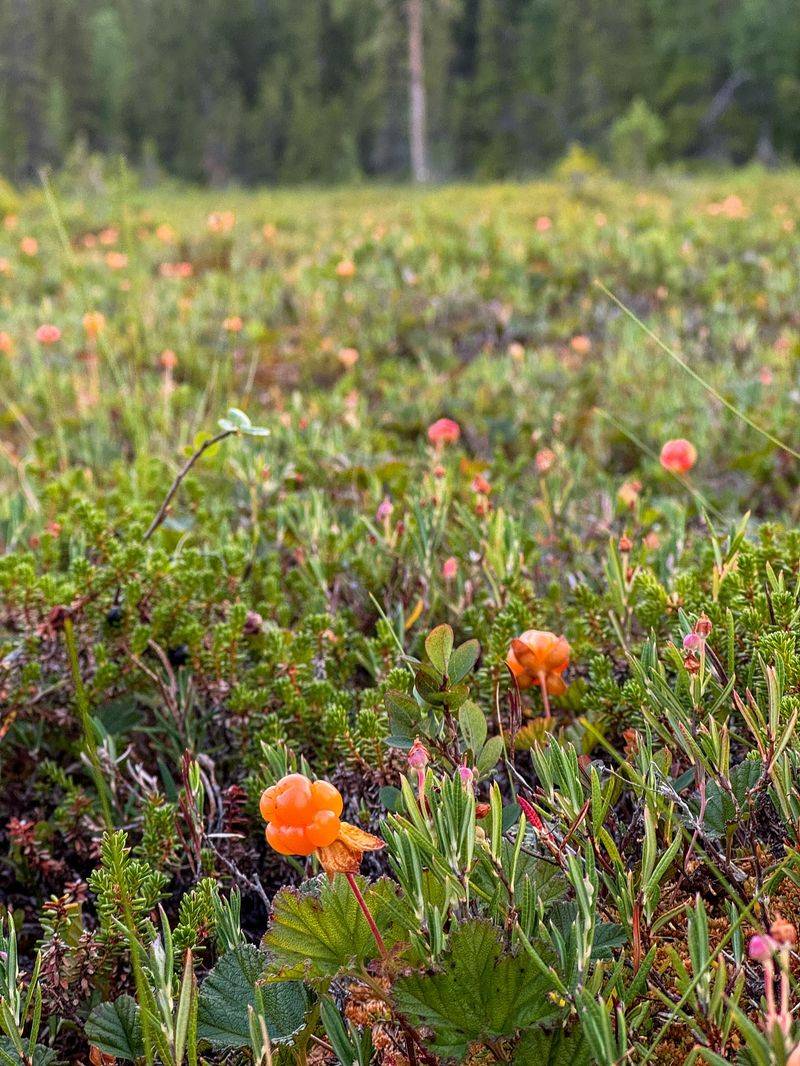 Cloudberries
