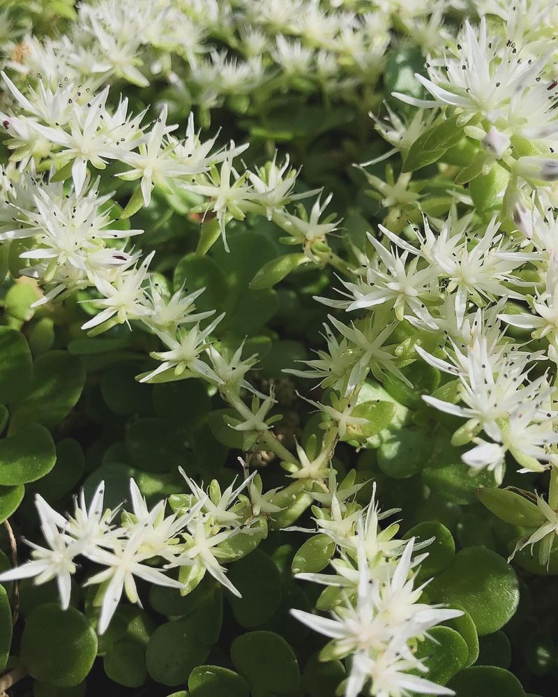 Woodland Stonecrop