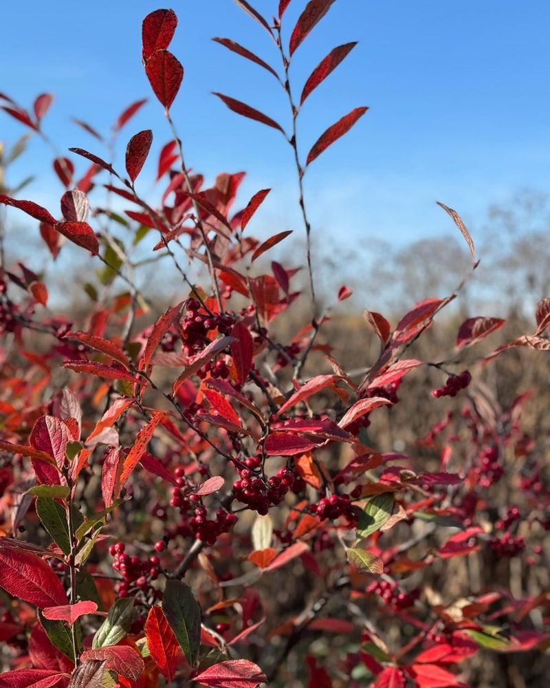 Red Chokeberry
