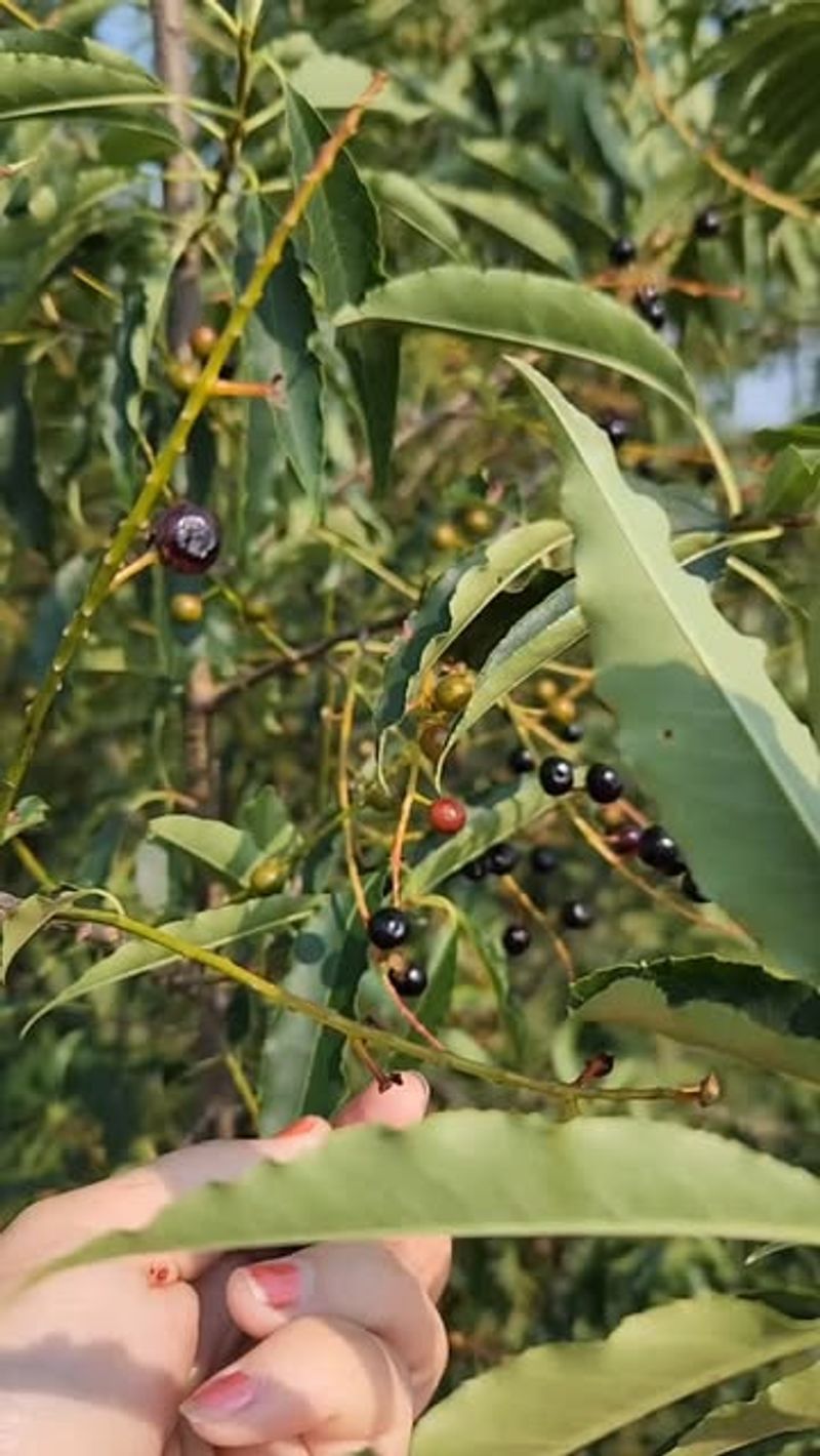 Black Cherry Trees Supporting Insects And Birds