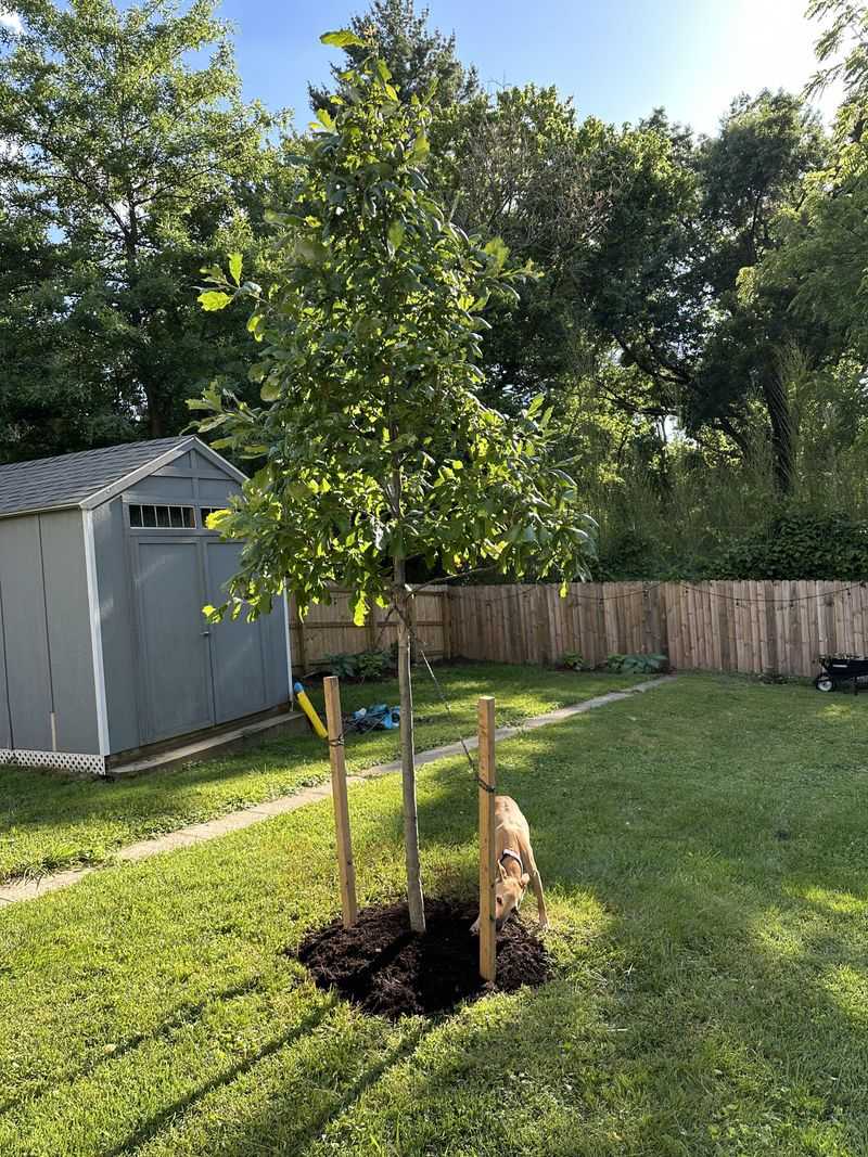 Sturdy White Oak
